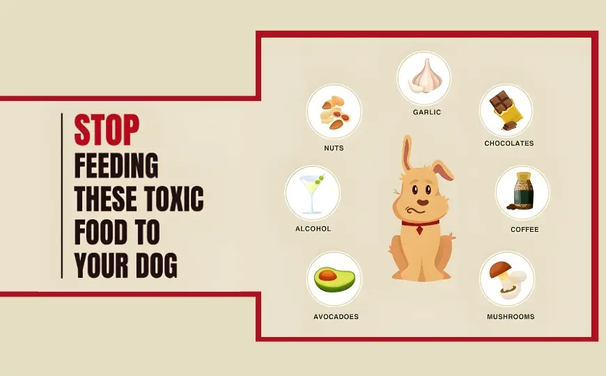 15 Common Foods Toxic to Dogs But Still Being Fed (UK 2024)